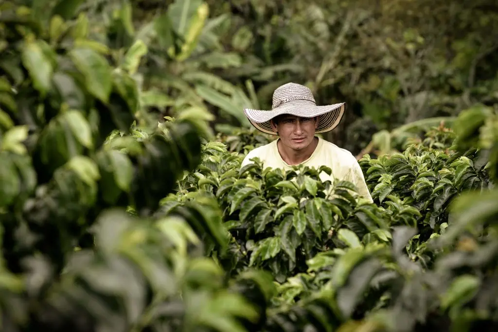 nespresso sürdürülebilir kahve