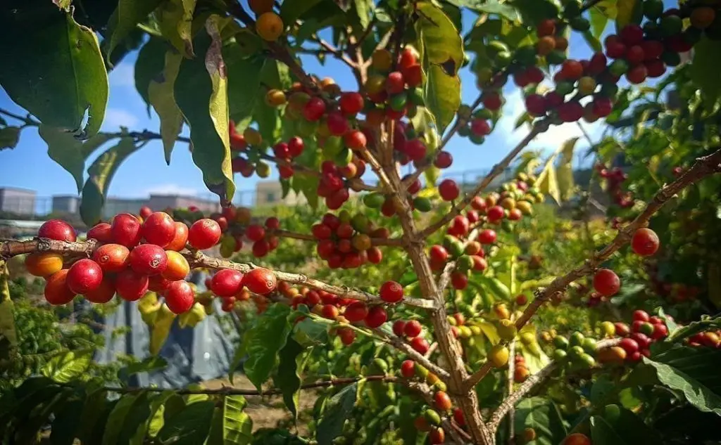 DELFİANO costa rica kahve çekirdeği
